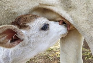 De opmars van lactoferrine
