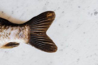 Visolie voor kinderen