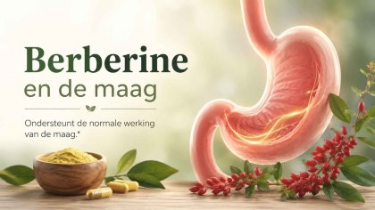 Berberine en de maag