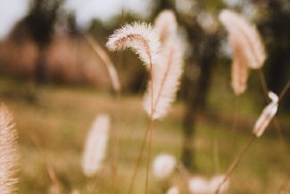 Voedingssupplementen tegen hooikoorts