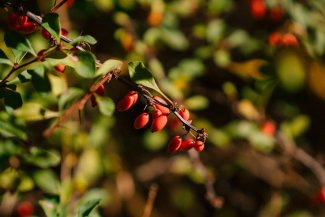 Wat is de werking van berberine?