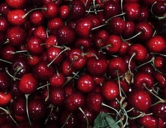 Het kersenseizoen is begonnen